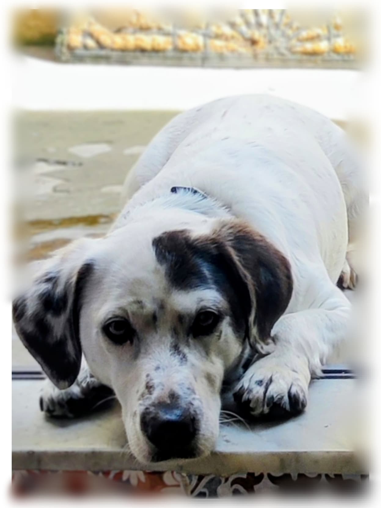 Il nostro cane